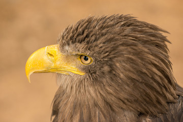 portrait of an brown eagle side
