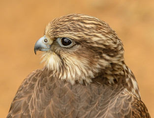 detailed portrait of a hawk side