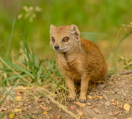 yellow mongoose (cynictis penicillata) on the ground