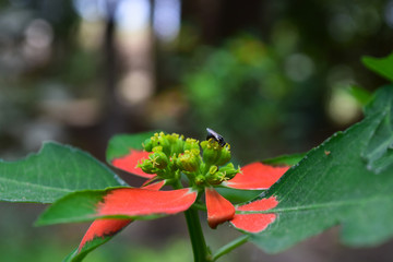macro photography close up of a small red flower with seeds in garden outdoor nature picture