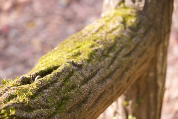 鮮やかな緑の苔