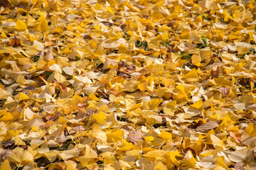 Yellow autumn ginko leave background