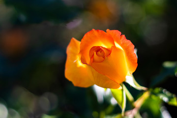 orange rose in the garden