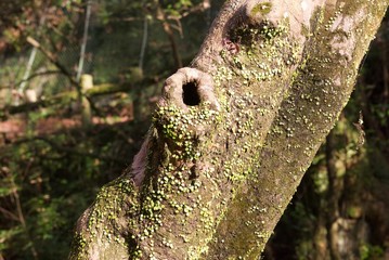 山中の岩