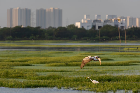 Pelican flying over lake with blurry high rise buidlings in the background in Chennai, South India