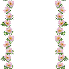 delicate watercolor flower of pink rose hips on a white background pattern with copy space