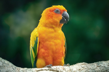 Yellow Parrot - Ground Conure - Parakeet in a natural environment. Close-up of the bird in the wild