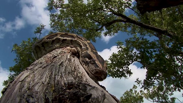A big snake flicks its tongue in the air as it works it's way down a trees