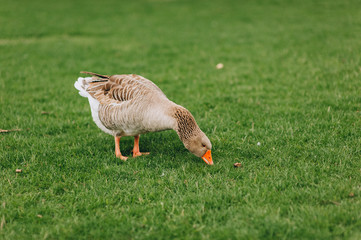 A lone goose plucks green grass in a meadow. Pet, bird in search of food. Photography, concept.