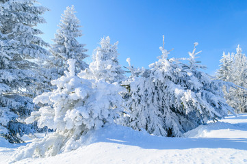 tiefster Winter im Wald an einem kalten, sonnigen Morgen