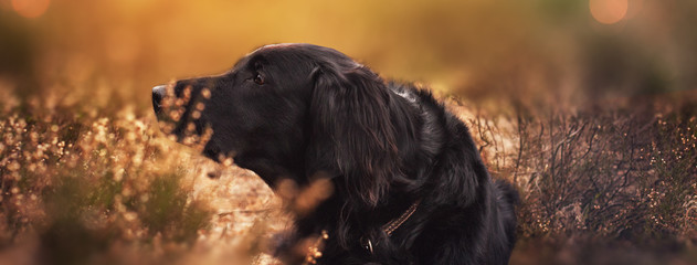 Flat coated Retriever