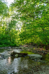 Naklejka na ściany i meble an forest stream in summer with rocks