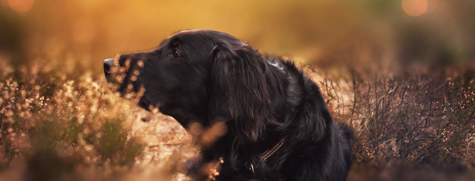 Flat coated Retriever
