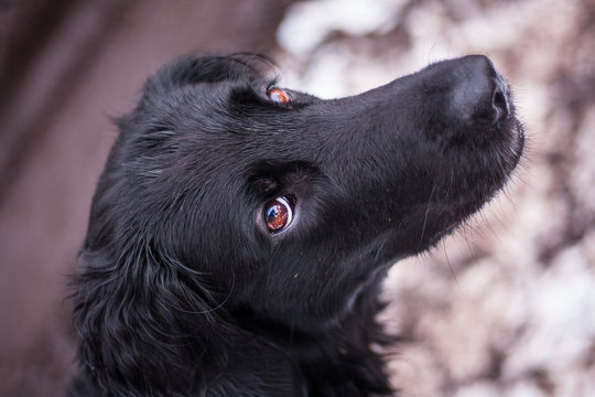 Flat Coated Retriever