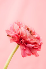 Pink ranunculus (buttercup) on white background