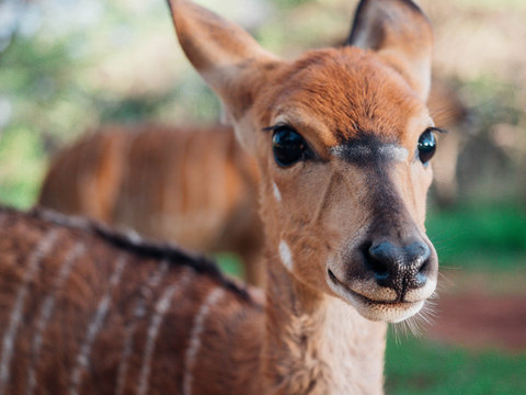 portrait of baby antelope