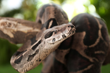 Brown boa constrictor on tree branch outdoors