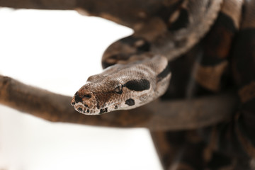 Brown boa constrictor on tree branch outdoors, closeup