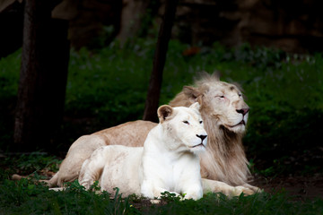 Fototapeta premium The white lion, bleached lion.