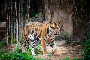 The tiger in the zoo looks at the electric wire, looking for a way out of the cage.