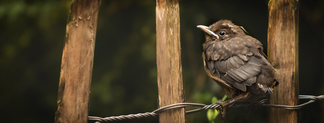 Amsel auf Staketenzaun