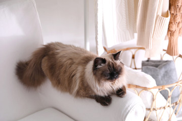 Cute Balinese cat on armchair at home. Fluffy pet