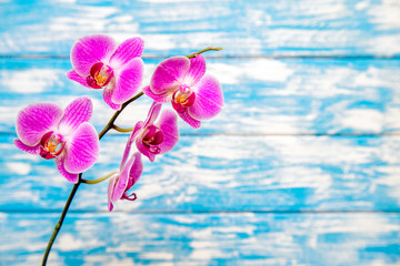 A branch of purple orchids on a blue wooden background