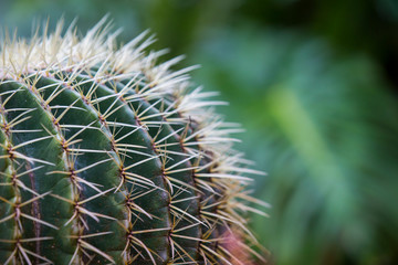 cactus.Echinocactus grusonii Hildm.Cactus with blurred background.Close-up of a cactus.
