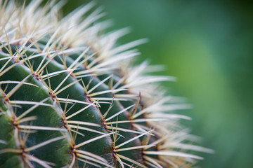 Naklejka na ściany i meble cactus.Echinocactus grusonii Hildm.Cactus with blurred background.Close-up of a cactus.