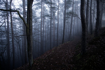 Naklejka premium Foggy Forest