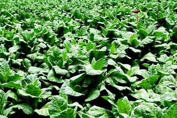 Tobacco plant grown in the village