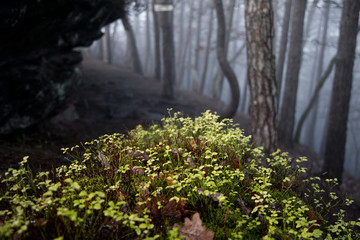 Foggy Forest