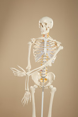 Artificial human skeleton model on beige background