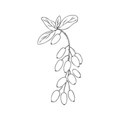 Barberry hand drawn branch vector sketch isolated on white background, ink berry, Natural spicy herb, graphic doodle cooking ingredient for design package tea, cosmetic, medicine, greeting cards