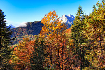 Fototapeta premium Golden Autumn