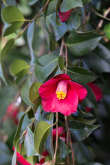 A beautiful camellia blooming in full bloom.camellia flower