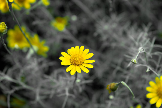 The background image of small yellow flowers is beautiful with the decoration of leaves changing to black and white tone for novelty.