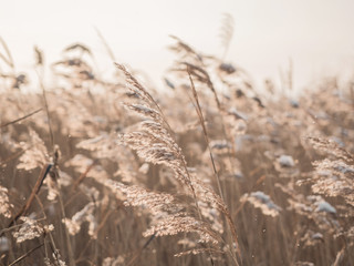 Dry grass sways in the wind in the sun in winter. Beige reed. Beautiful nature trend background....