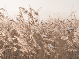 Dry grass sways in the wind in the sun in winter. Beige reed. Beautiful nature trend background. Closeup