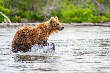 Ruling the landscape, brown bears of Kamchatka (Ursus arctos beringianus)