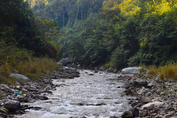 Rishikhola river in the forest