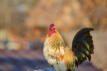 A rooster stands on a hill and looks around.
