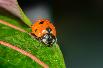 Ladybug crawling on a green grassy leaf, macro photo of wildlife.