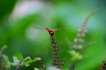 dragonfly on leaf