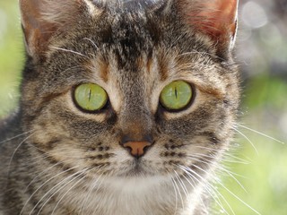 Obraz premium Green eyed cat against soft green background, close up portrait