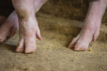 pata de cerdito