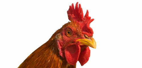 close up of golden brown rooster (chicken) head