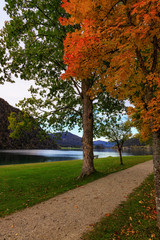 Fototapeta premium Golden Autumn