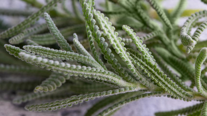 Fresh aromatic rosemary plant background.Close up