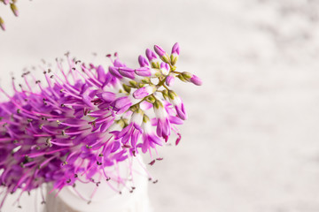 Fresh Lavender flower background